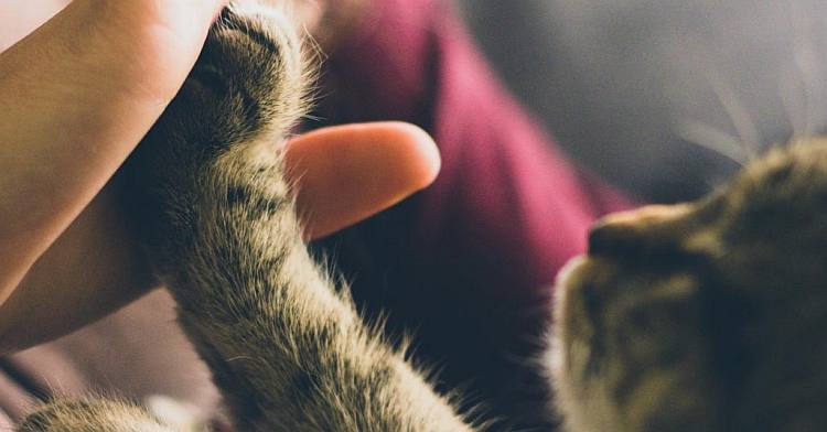 Il vostro gatto fa la pipì in casa? Vi state chiedendo cosa fare?