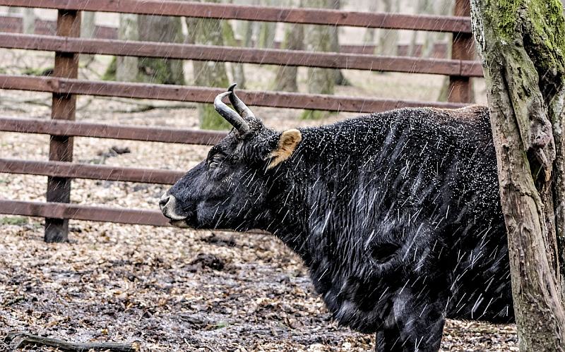 Bisonte - un ibrido interspecifico di bisonte e bovini domestici.