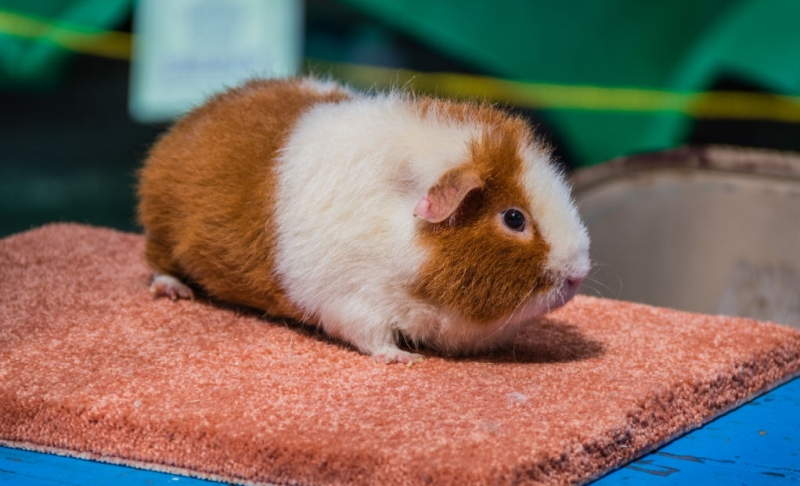 Porcellino d'India Teddy