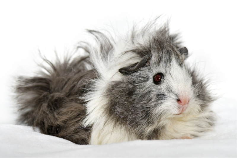 Cavia Texel